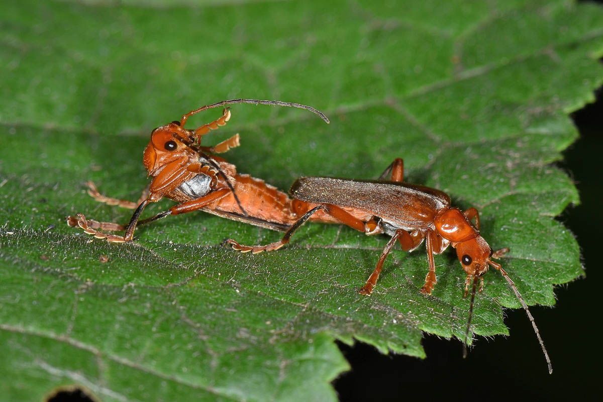 Cantharidae: Cantharis sp.?...Cantharis gr. pallida